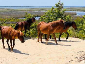 Wild Horse Tours